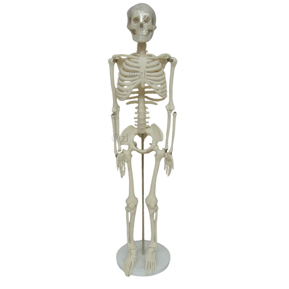 85CM Human Skeleton Model for Medical Education and Anatomy Display