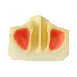Top view of human sinus model with highlighted sinus areas in red