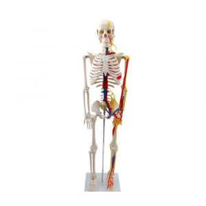 full front view of 85cm anatomical skeleton with nerves
