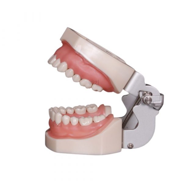 Dental model side view showing pre-molars and molars