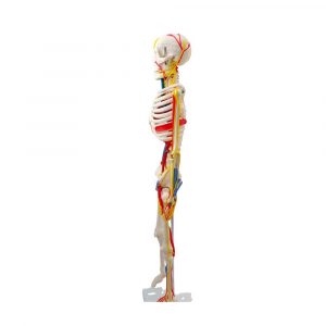 side view of anatomical model with nerves and arteries