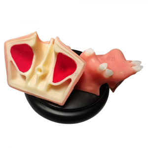Cross-section maxillary sinus lift training model with red sinus cavities