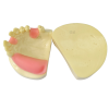 Dental Model Showing Base Separation for Detailed Training Use