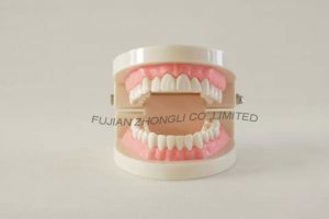 Cheap Nursing Dental Care for Dentist