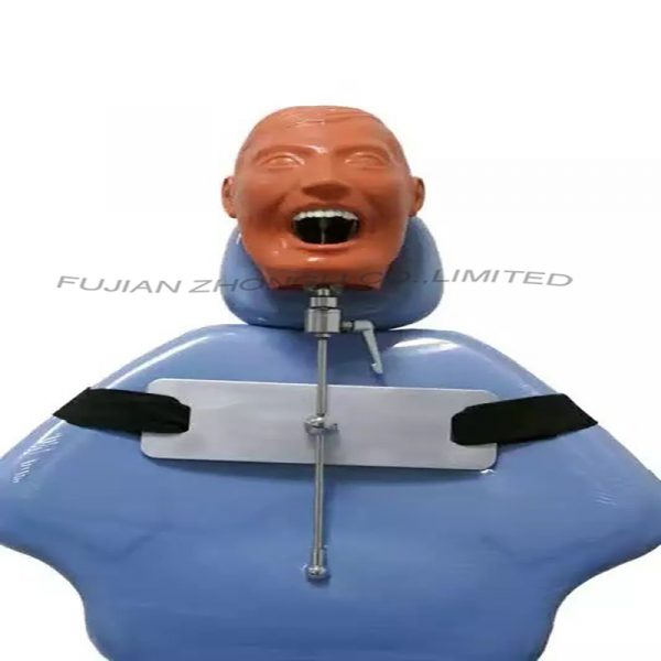 Dental Manikin