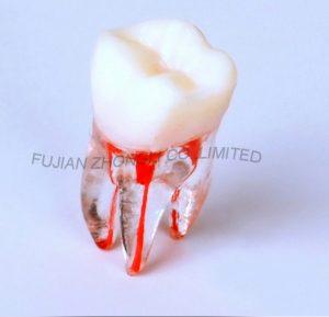 Hot Sale Endodontic Teeth with Complete Root