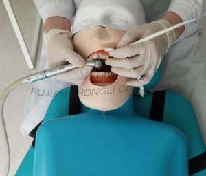 Top Quality Dental Manikin with Torso for Dental Chair