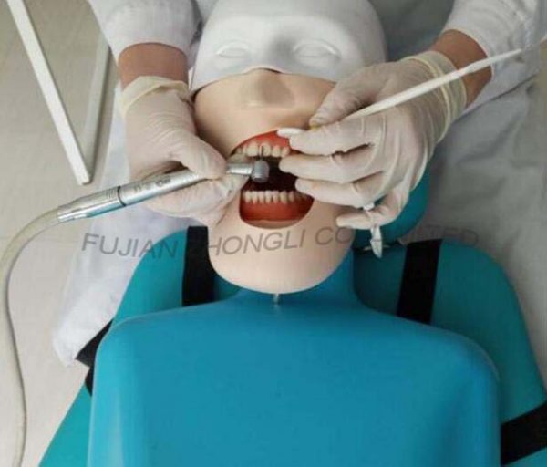 Top Quality Dental Manikin with Torso for Dental Chair