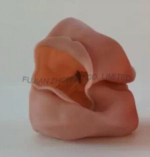 Dental Oral Cavity Cover for Dental Phantom