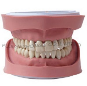 Cheap Replacement Teeth for Kavo Typodont