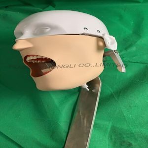 Dental Phantom Head for Dental Chair