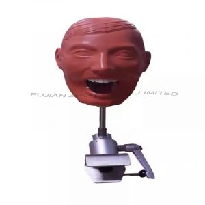 Dental Manikin Simple Model