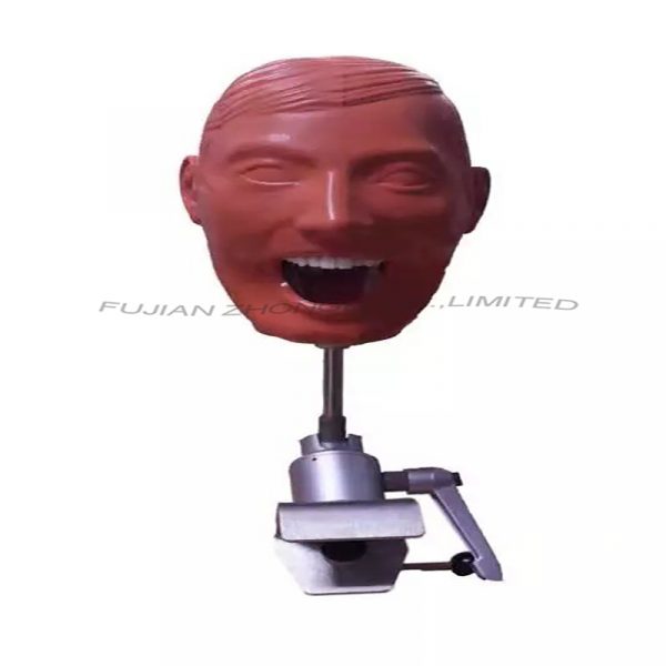 Dental Manikin Simple Model