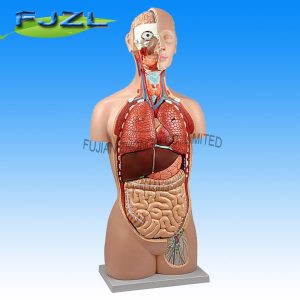Torso Sexless Open Back – 17 Parts