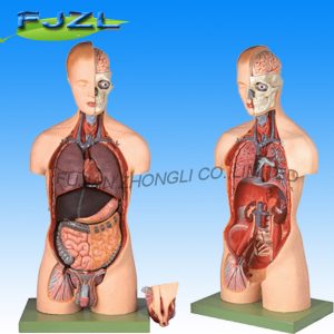 Dual Sex Torso: 20part