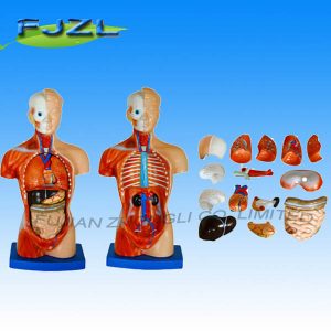 26cm Torso 15 Parts