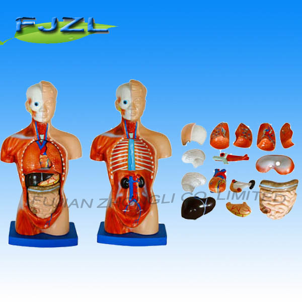26cm Torso 15 Parts