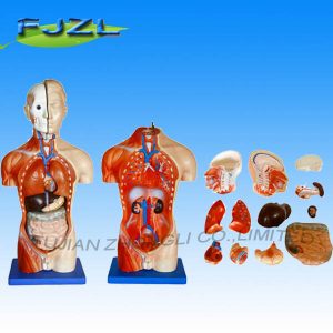42cm Male Torso 13 Parts
