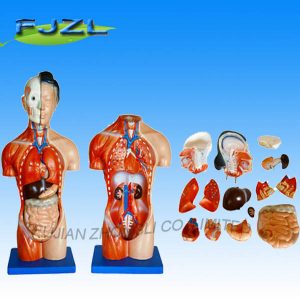 42cm Female Torso 15 Parts