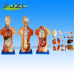 42cm Sexless Torso 18 Parts