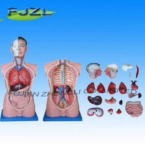 85cm Male Torso 19 Parts