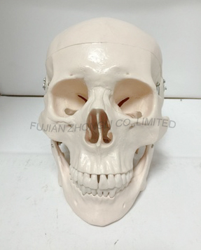 Deluxe Life-Size Skull Style