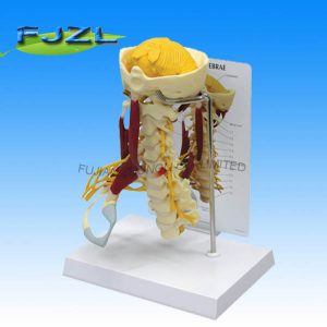Deluxe Muscled Cervical Skeleton