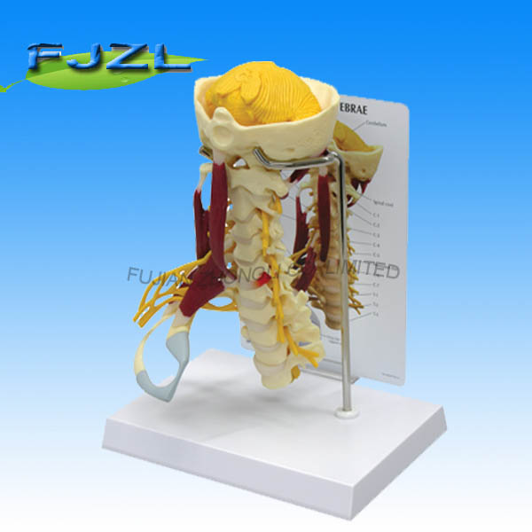 Deluxe Muscled Cervical Skeleton
