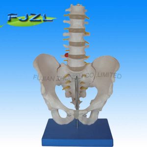 Life-Size Pelvis with 5PCS Lumbar Vertebrae