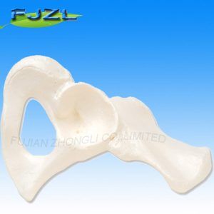 Life-Size Pelvis with 5PCS Lumbar Vertebrae