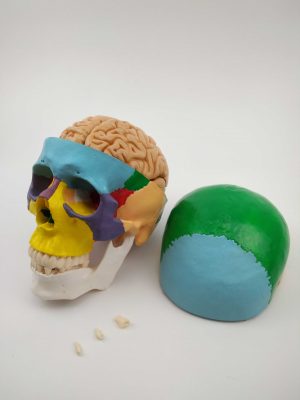 skull model