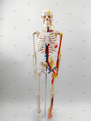 85cm with nurve system