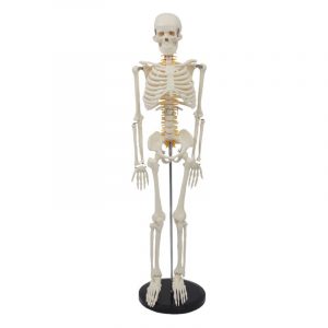 85cm human skeleton model