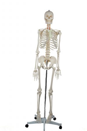 176cm skeleton model