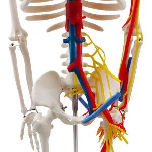 human skeleton pelvic region with colored nerves and vessels