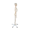 Human Skeleton Model Side View Side profile of full-size skeleton model highlighting posture and spinal curve