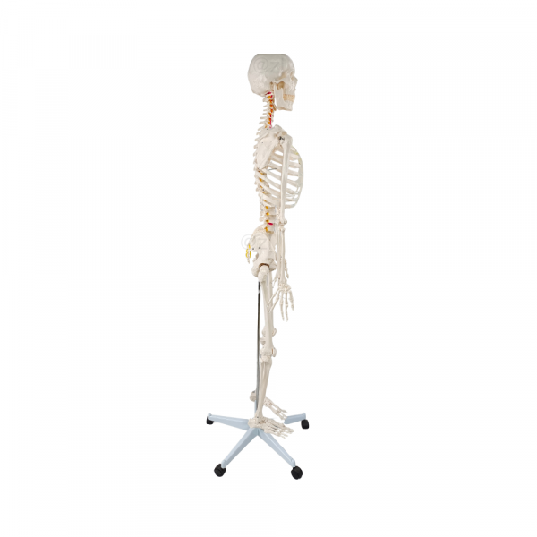 Human Skeleton Model Side View Side profile of full-size skeleton model highlighting posture and spinal curve