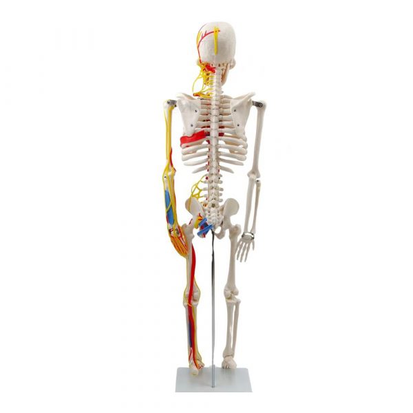 posterior view of skeleton model with colored systems