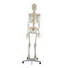 176cm Full-Size Human Skeleton Model Front View Full front view of 176cm human skeleton model standing on wheeled base