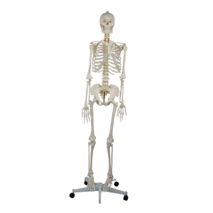 Full front view of 176cm human skeleton model standing on wheeled base