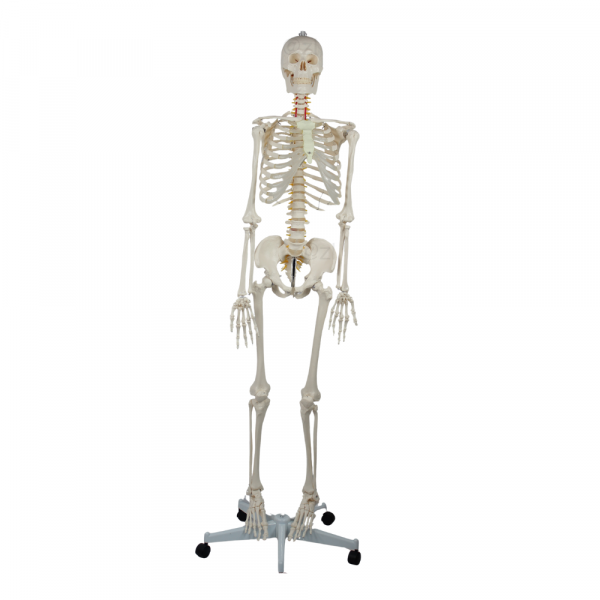 176cm Full-Size Human Skeleton Model Front View Full front view of 176cm human skeleton model standing on wheeled base