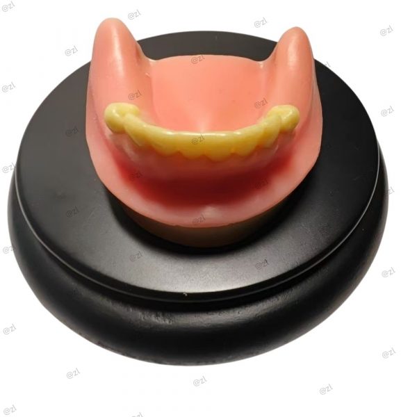 Implantation Drilling Practice & Training Lower Jaw Model