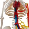 heart and major blood vessels inside rib cage