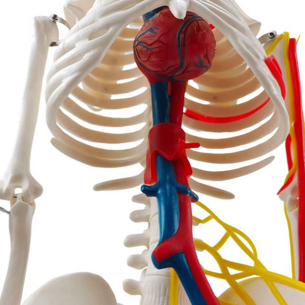 heart and major blood vessels inside rib cage