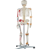 Back view of human skeleton model with muscle and ligament markings