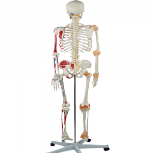 Back view of human skeleton model with muscle and ligament markings