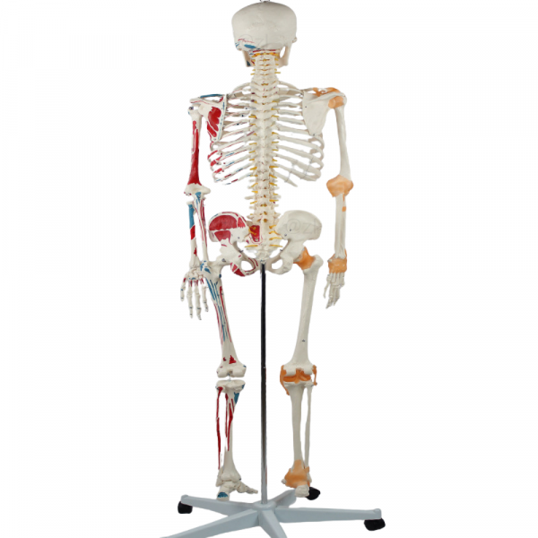 Back view of human skeleton model with muscle and ligament markings