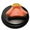 upper jaw edentulous model with soft gum and anterior teeth