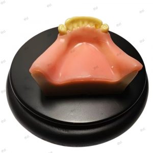 upper jaw edentulous model with soft gum and anterior teeth