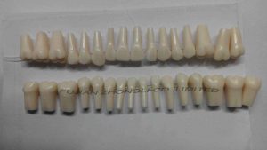 Replacement Teeth for Frasaco